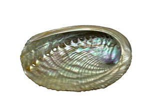 ZenN Abalone Shell 4-5" Natural Product